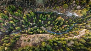 Pohľad zhora na ihličnatý les s potokom