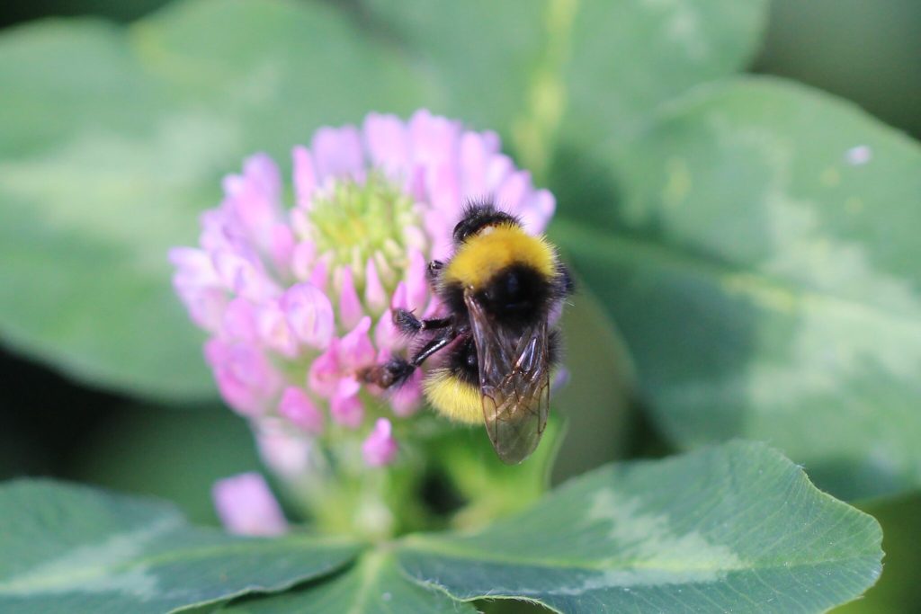 Čmeľ na ružovom kvete ďateliny