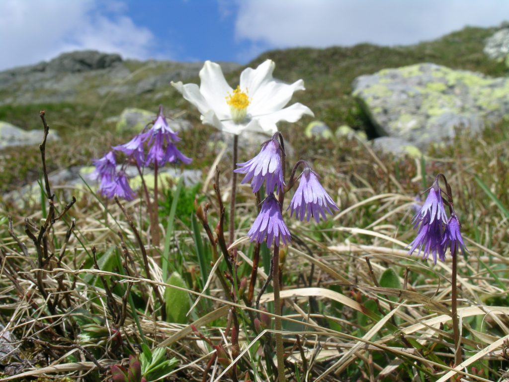 Fialové kvety v horskom prostredí