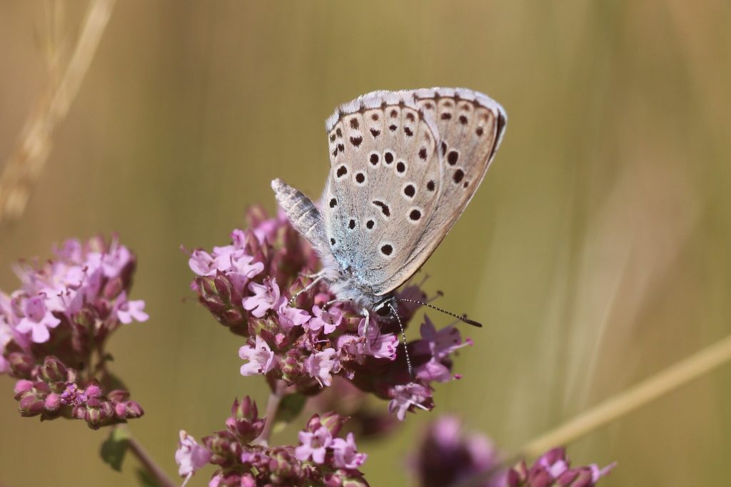 Modráčik na ružovom kvete