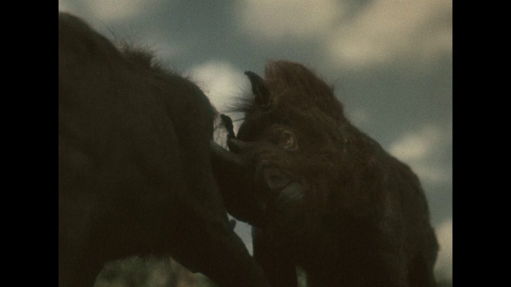 Súboj dvoch nosorožcov srstnatých