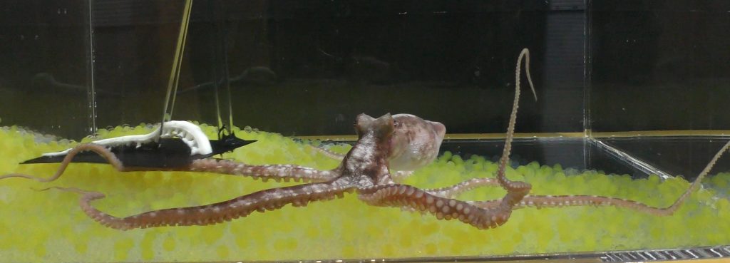 Chobotnica v akváriu s umelým chápadlom