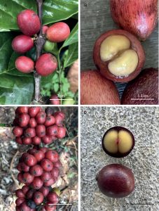 Červenkasté plody kávy