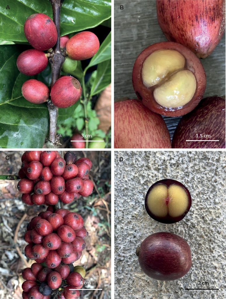 Červenkasté plody kávy