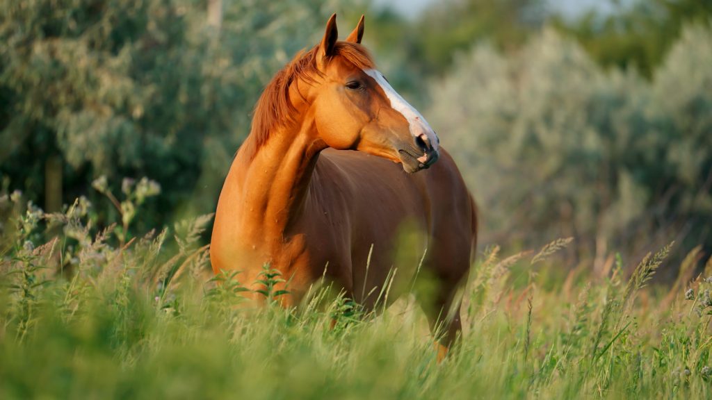 Kôň hnedej farby s bielou škvrnou na čele sa pasie vo vysokej tráve.