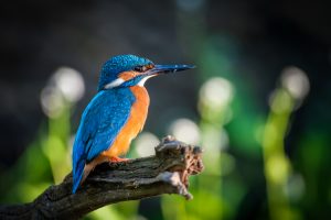 Rybárik riečny sedí na konári