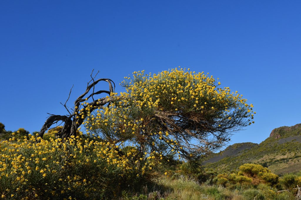 Kvitnúci ker so žltými kvetmi