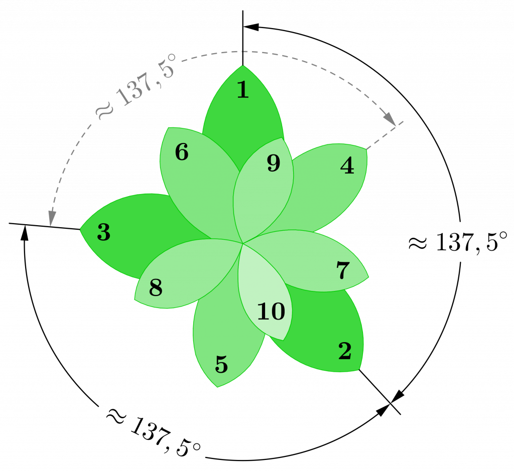 Porovnanie uhlov medzi listami rastliny