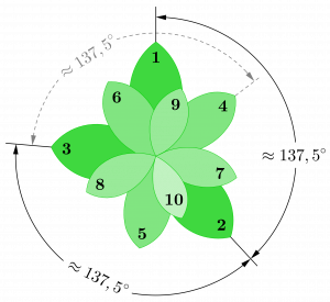 Porovnanie uhlov medzi listami rastliny