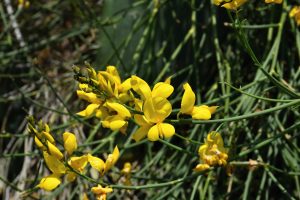 Žlté kvety sú vo vegetácii výrazné