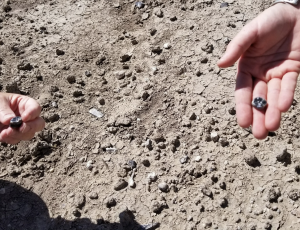 Fosílny zub objavený priamo v teréne