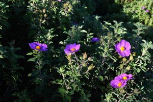 Rastlina s fialovými kvetmi