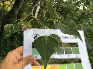 Zelený list pri porovnaní s fenologickou škálou farieb