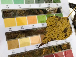 Žltý list pri porovnaní s fenologickou škálou farieb