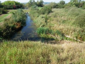 Močiar a vegetácia okolo neho