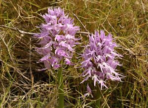 Dve vyššie rastlina s bohatými ružovými kvetmi
