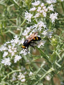 Lietajúci hmyz čierno-žltej farby sedí na bielych kvetoch rastliny