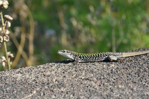 Jašterica sa vyhrieva na skale