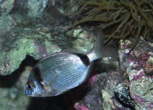 Morská ryba striebristej farby