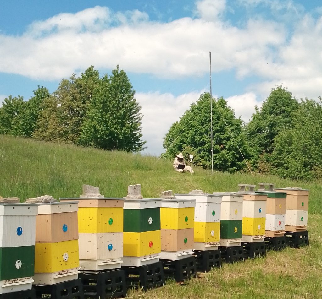 Včelie úle na lúke, za nimi sedí včelárka