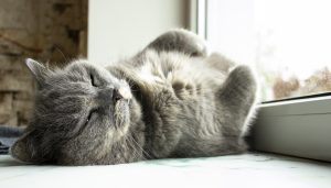 Staršia sivá mačka leží na chrbte