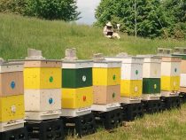 Bylinky pre zdravé včely