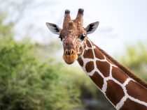 Štyri druhy žiráf