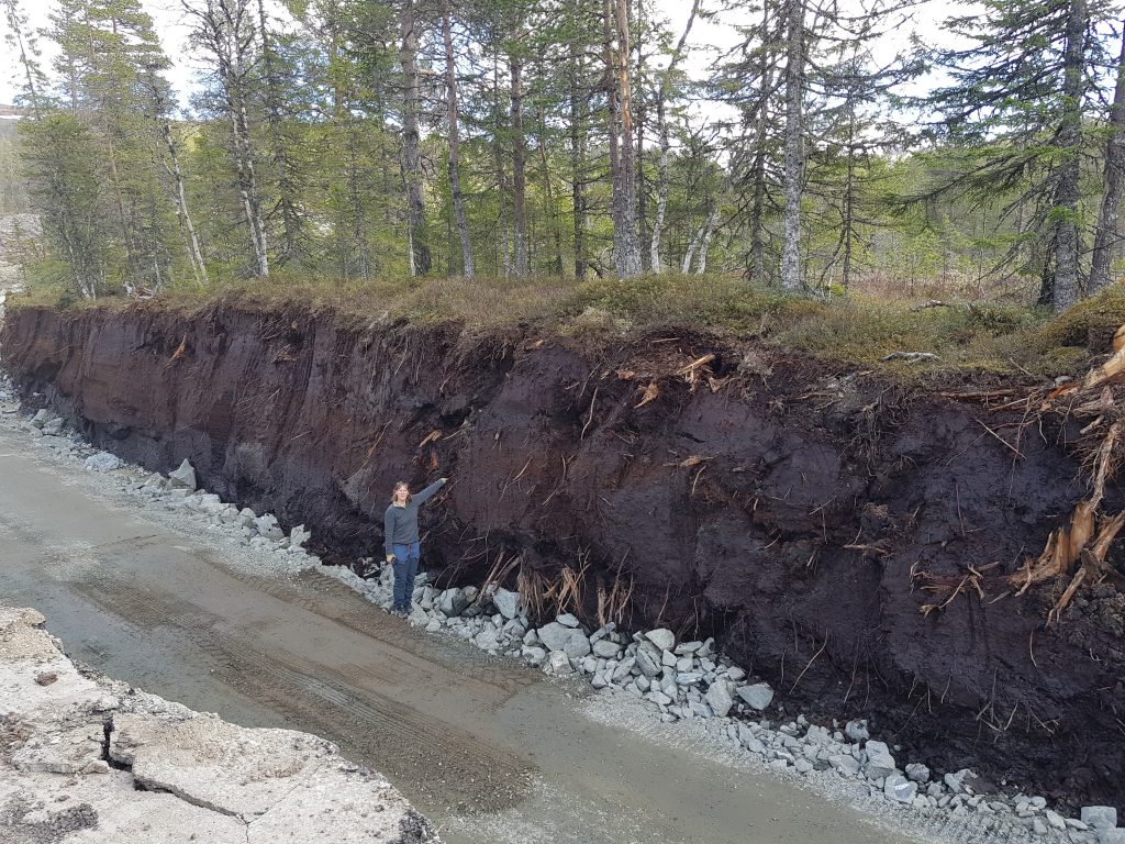 Odkrytá vrstva rašeliny s koreňmi stromov