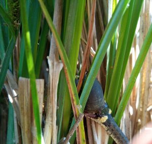 Užovka so slimákom v tráve