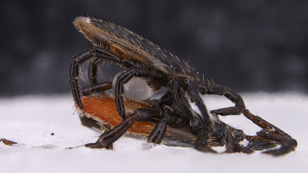 Samec a samica kliešťa pri prenose biologického materiálu