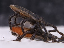 Malí experti na pachy a vône