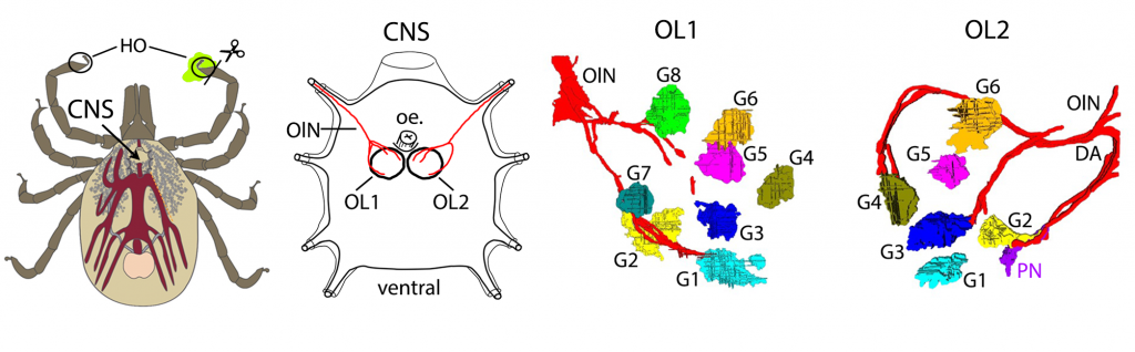 Kliešť a jeho zmysly