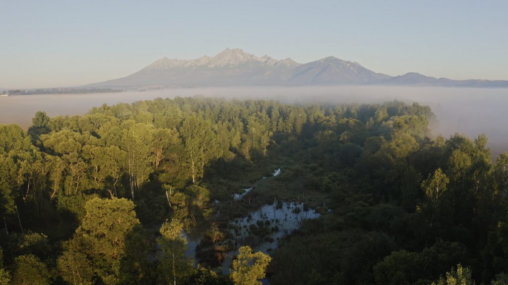 Vtáči pohľad na rašelinisko obklopené hmlou