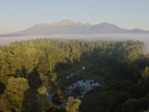 Efektívnejšie než lesy