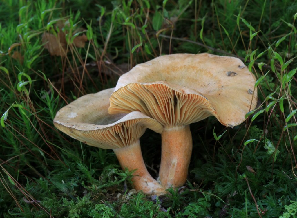 Dve huby s výraznou plodnicou