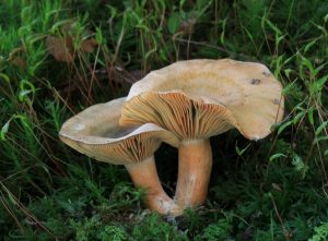 Dve huby s výraznou plodnicou