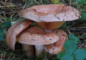 Štyri huby hrdzavej farby v tráve