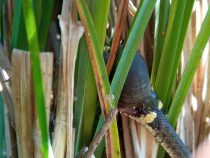 Pestrý jedálniček hadov