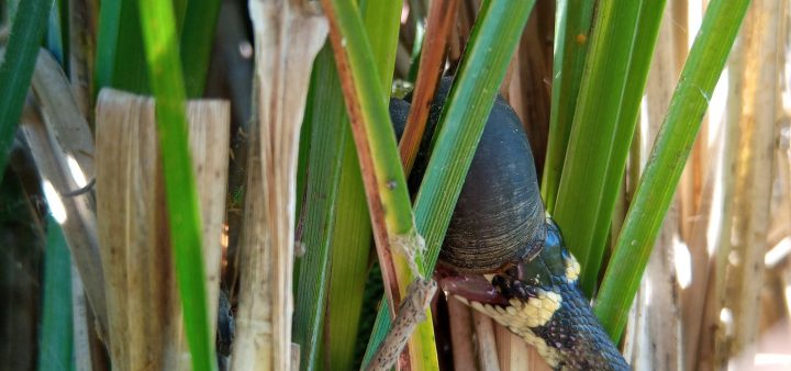 Pestrý jedálniček hadov