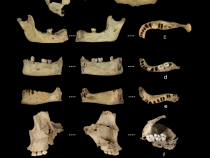 Neolitickí kanibali