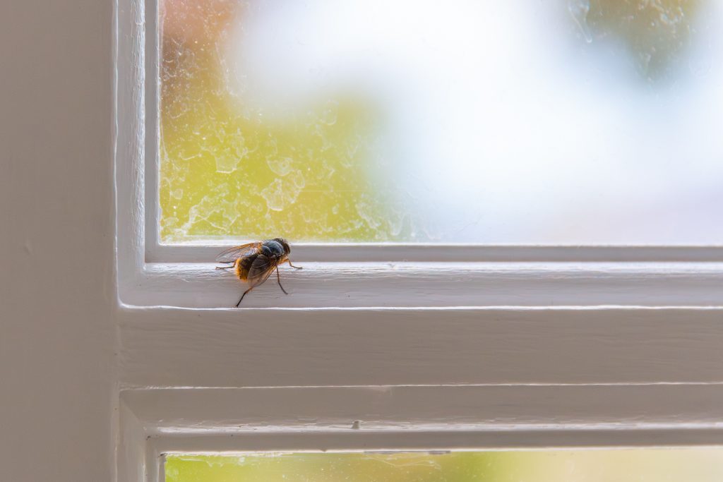 Mucha na bielom ráme okna