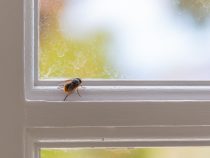 Svedok zločinu mucha