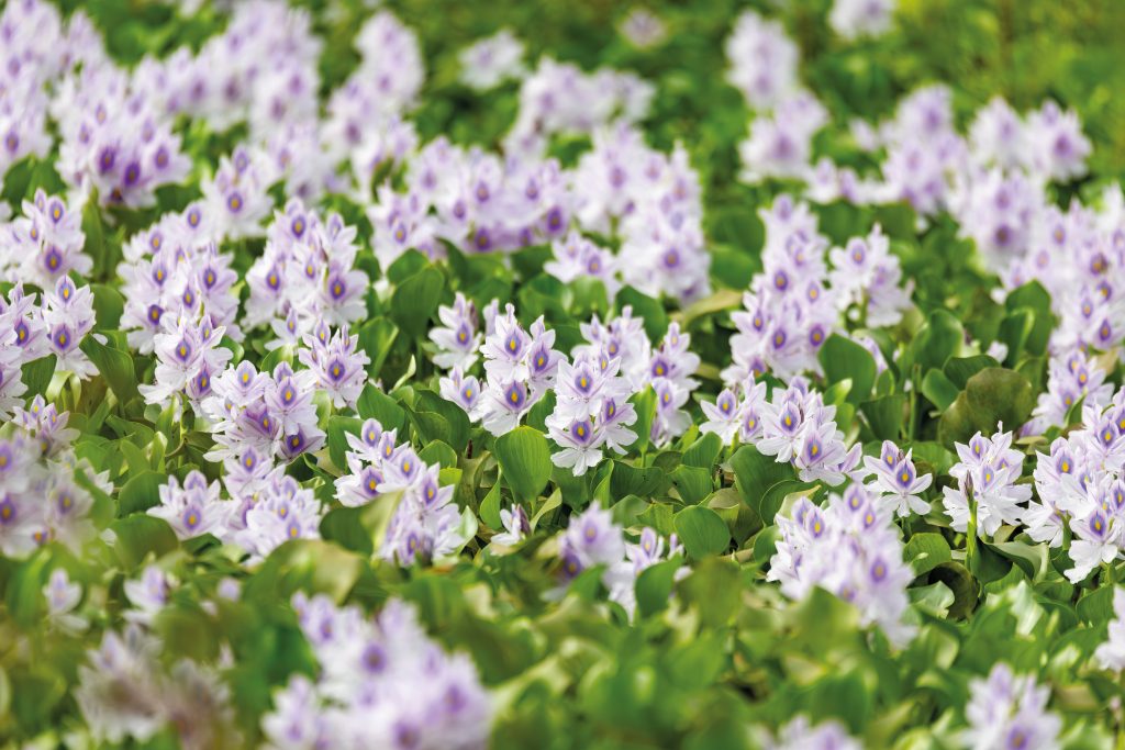 Bledoružové kvety rastliny na vodnej hladine