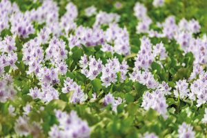 Bledoružové kvety rastliny na vodnej hladine