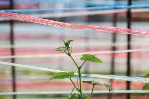 Plastový špagát v záhradke