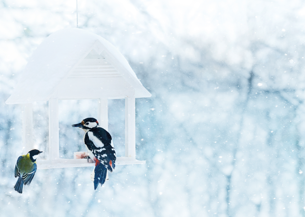 Sýkorka a ďateľ na kŕmidle v zasneženej krajine