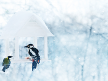 Vtáky na kŕmidlách