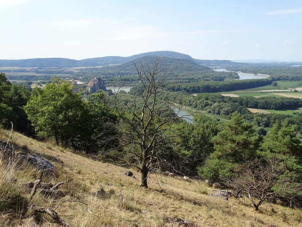 Suchý strom uprostred živej krajiny plnej zelene a vody