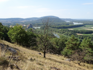 Suchý strom uprostred živej krajiny plnej zelene a vody