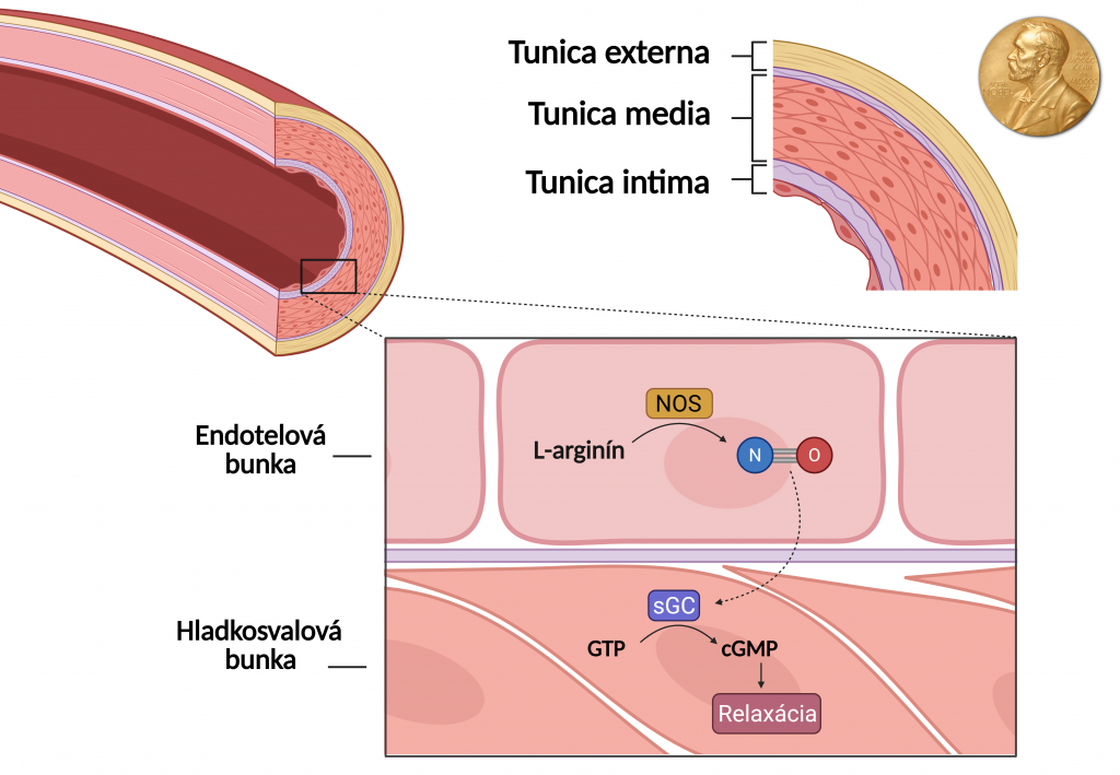 Priečny rez cievou a regulácia krvného tlaku